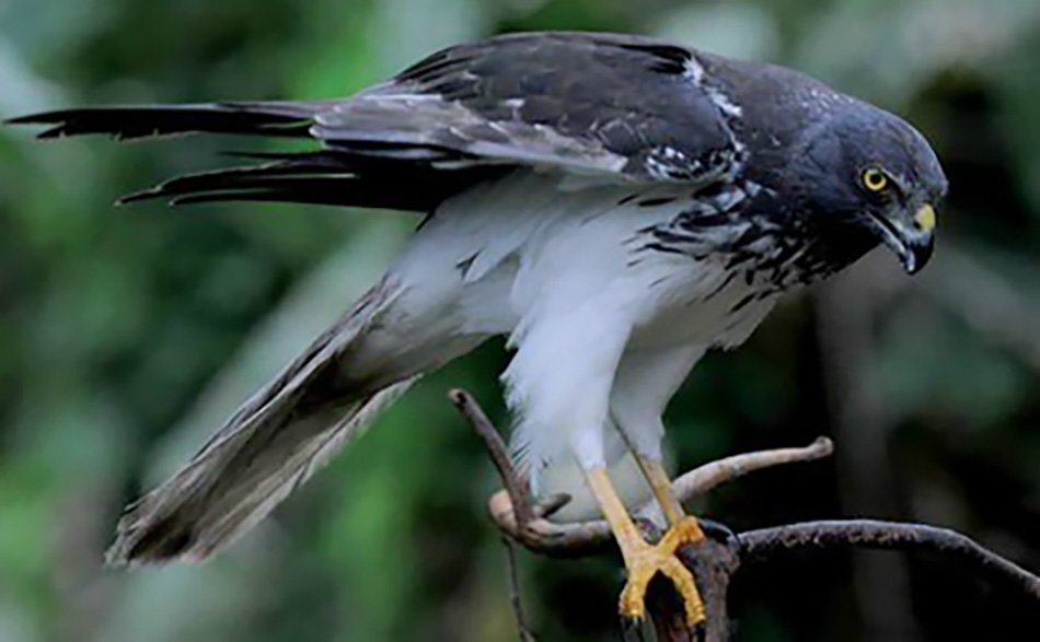 Окраска молодых и взрослых птиц отличается друг от друга