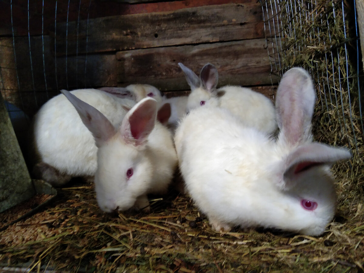 Второй выводок малышей подрастает