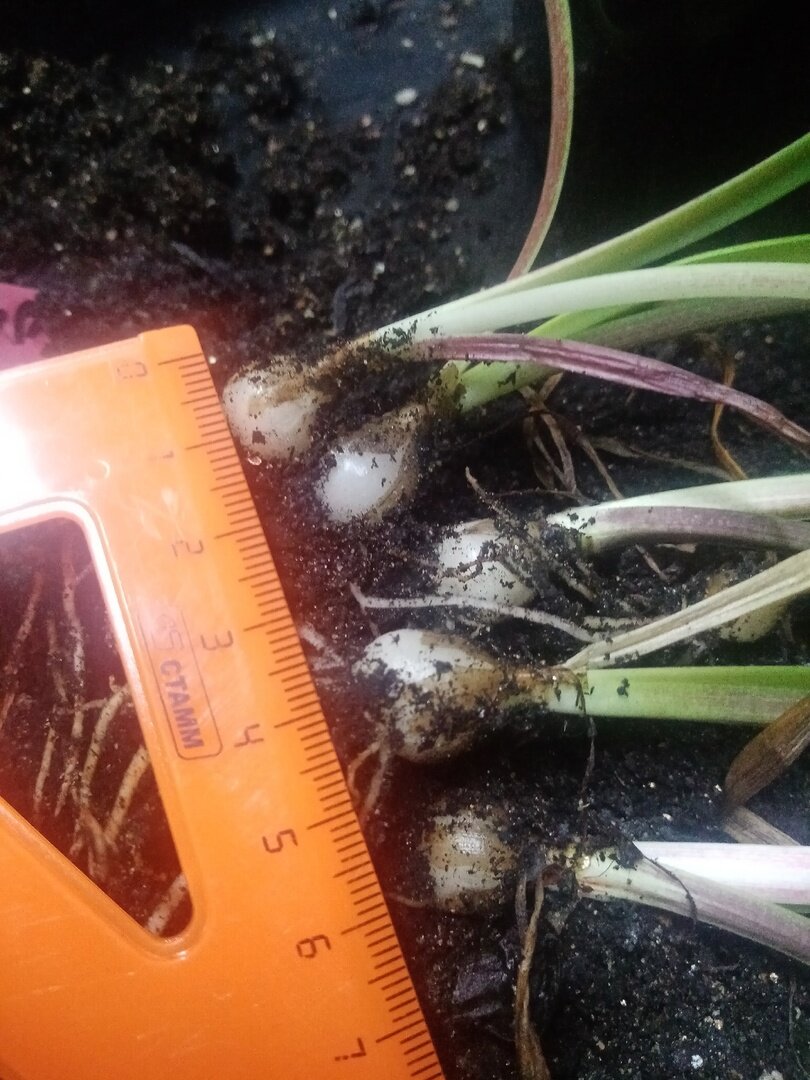 Размер луковок