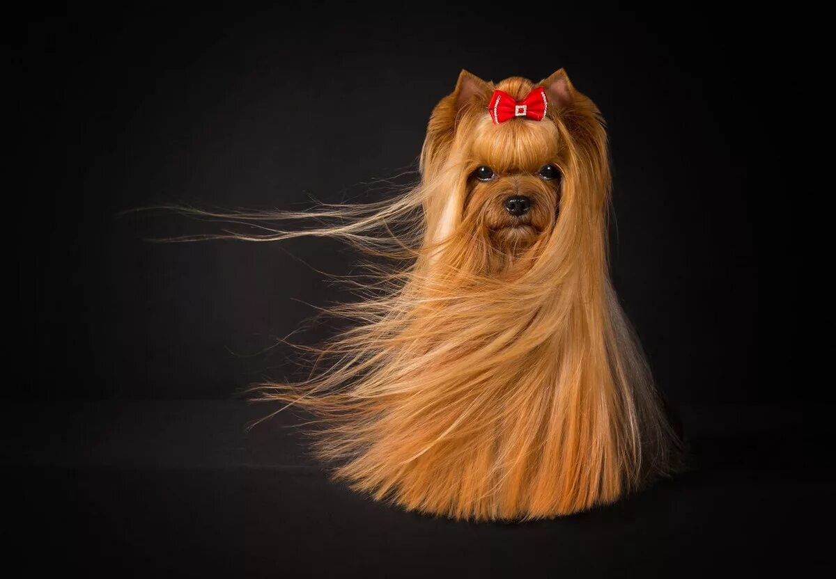 Не растет шерсть - ПЕКИНЕС форум. PEKINGESE FORUM.