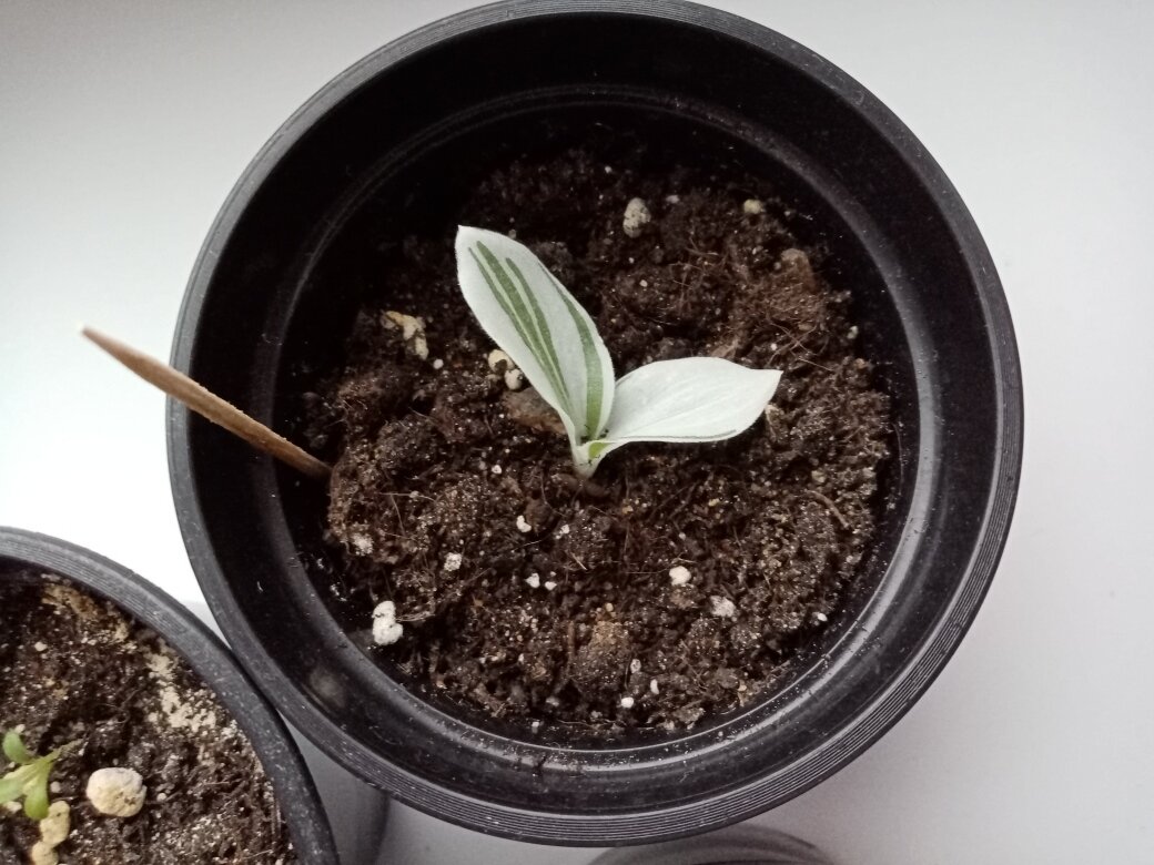 Всем ветрам назло. Фото автора