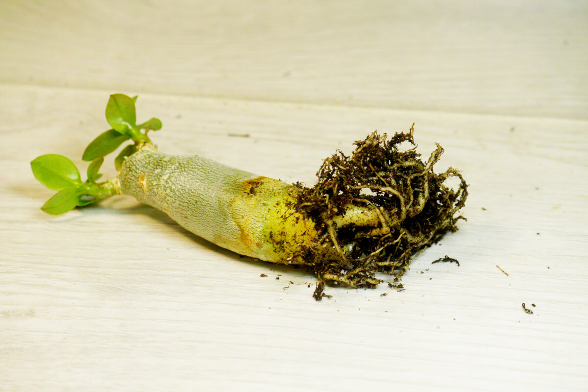 Фото и коллекция автора Masteritayaplants. DHA*арабикум Sila Panlan 2 года