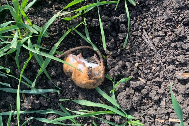    Чем травить мышей, чтобы не умирали другие животные на Ставрополье?