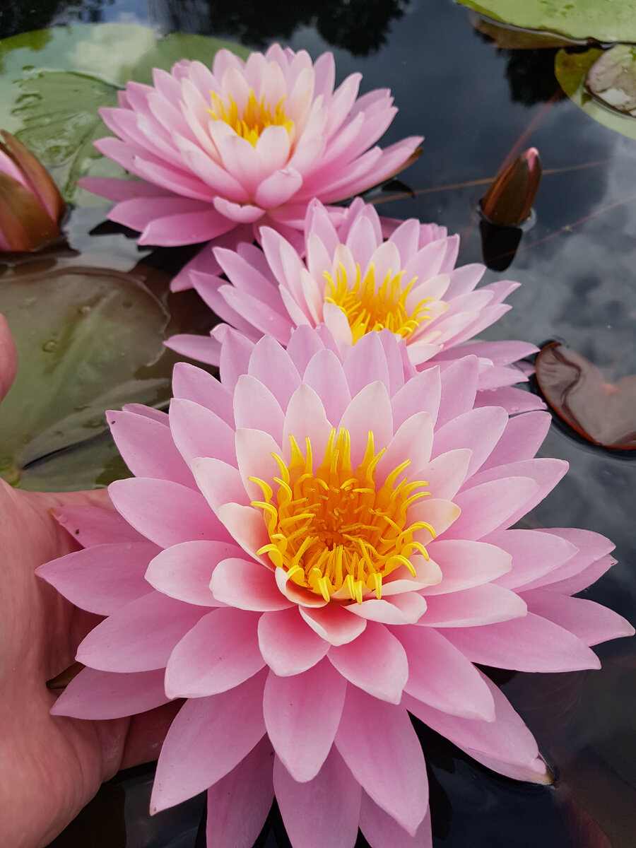 Нимфея WLK Morning Ray