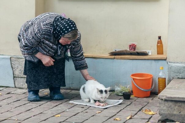 Бабушка кормит кошку рисунок