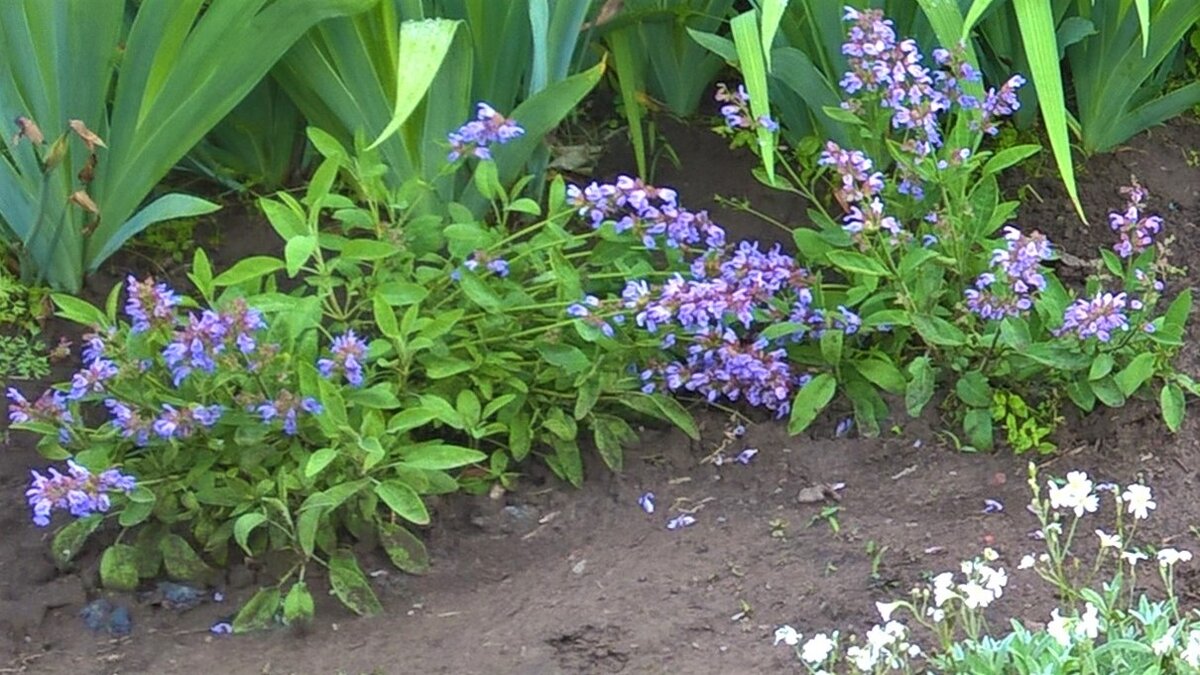 Шалфей, лето 2022