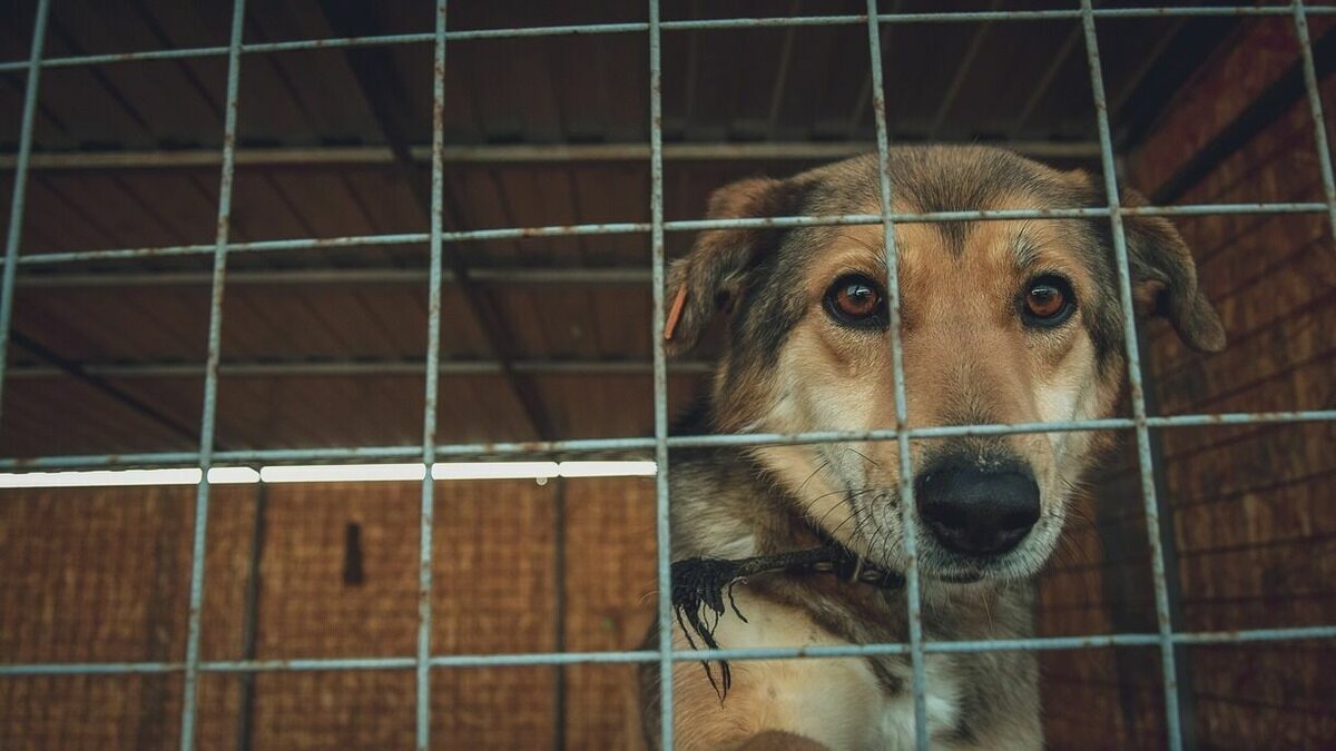     Однако к поступку мужчины жители отнеслись с одобрением.