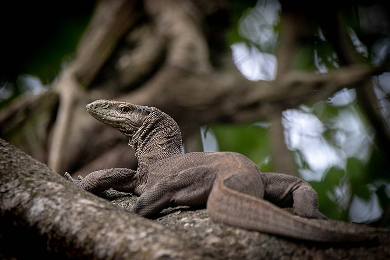 Бенгальский Варан. Варан в прыжке. Bengal Monitor.