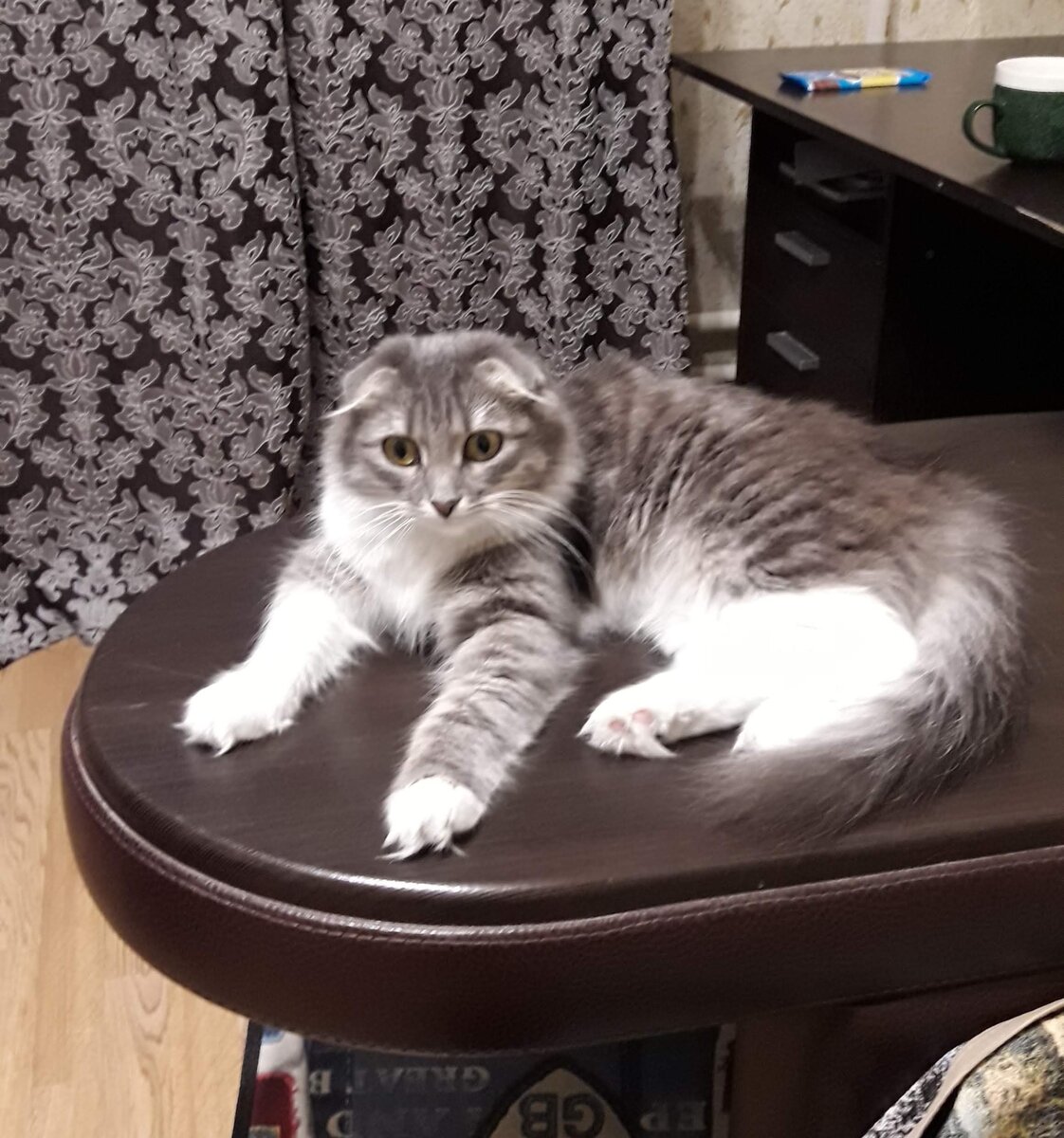 Только только приехала.... Очень худая, этого не видно из за пушистой шубки.