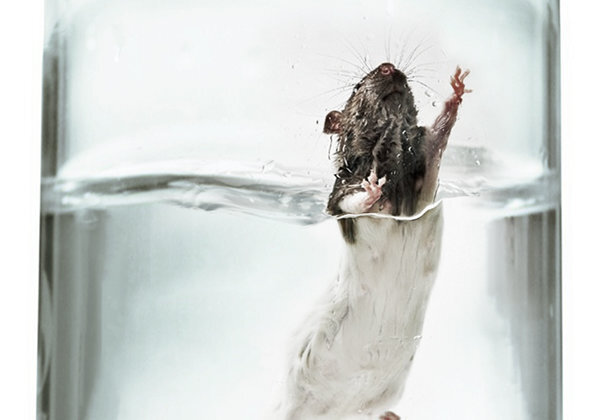 открытые источники