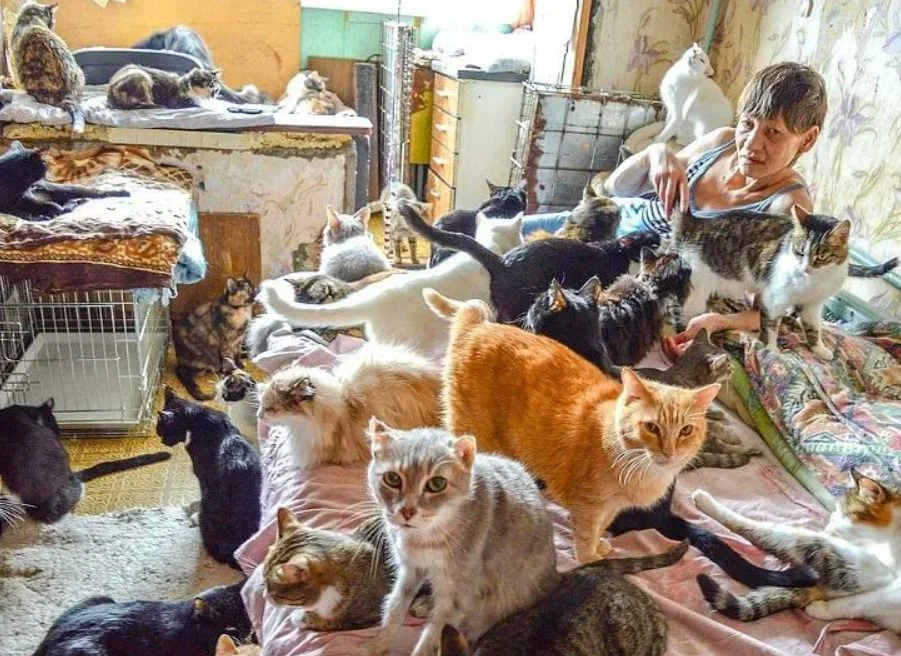 Приснилось много кошек. Кошка в квартире. Множество кошек в квартире. Много котов в квартире. Много животных в квартире.