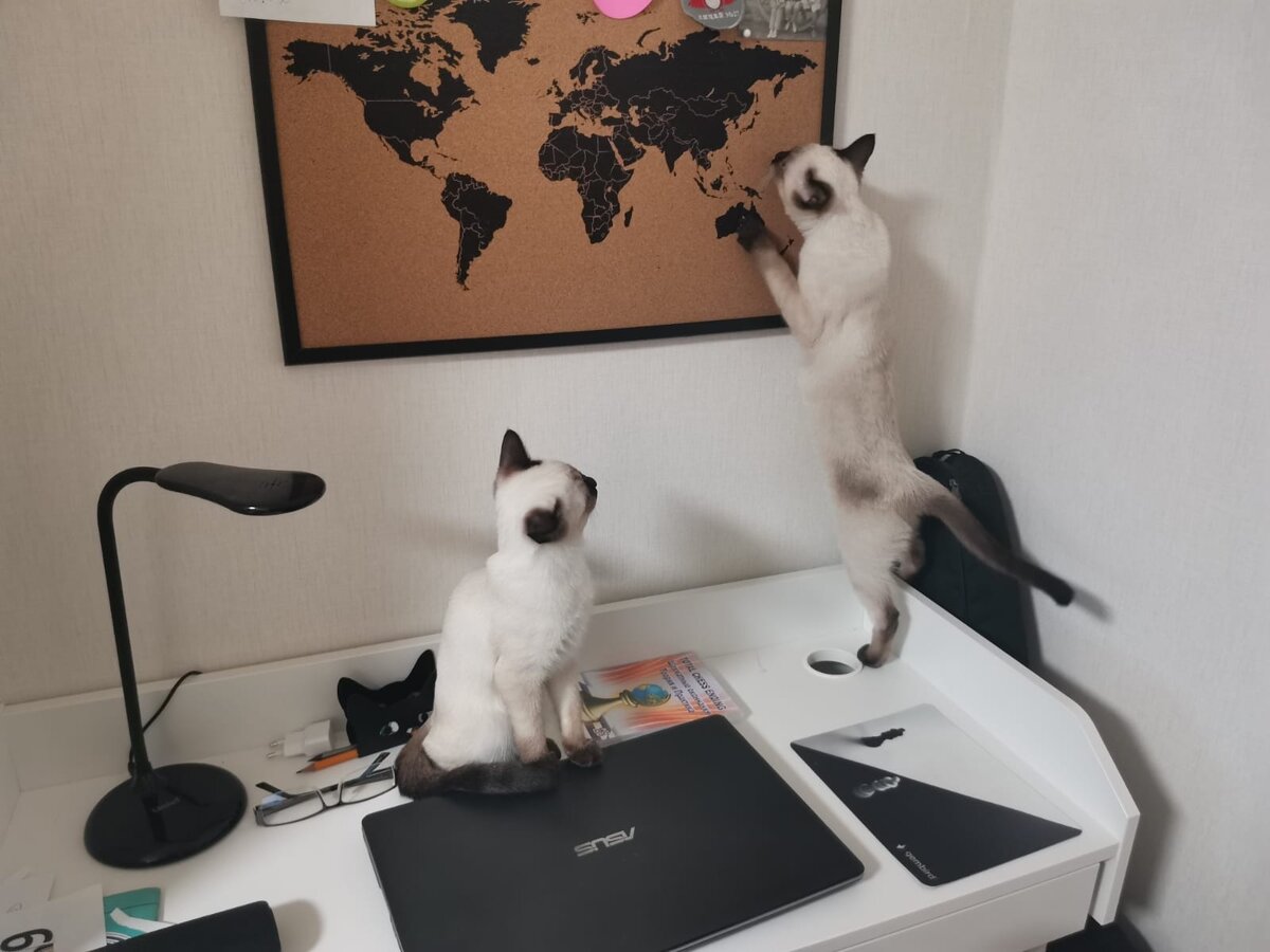 И где тут у нас Петербург? Мэва вытянулась и смотрит на карте 🤣 Марта наблюдает за сестрой