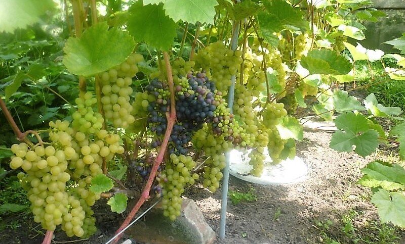 Винные сорта винограда для средней полосы России