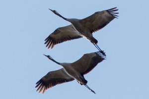    Краснокнижные серые журавли. Фото: Павел Шуков