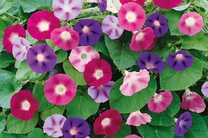 Ипомея пурпурная (ipomoea purpurea)