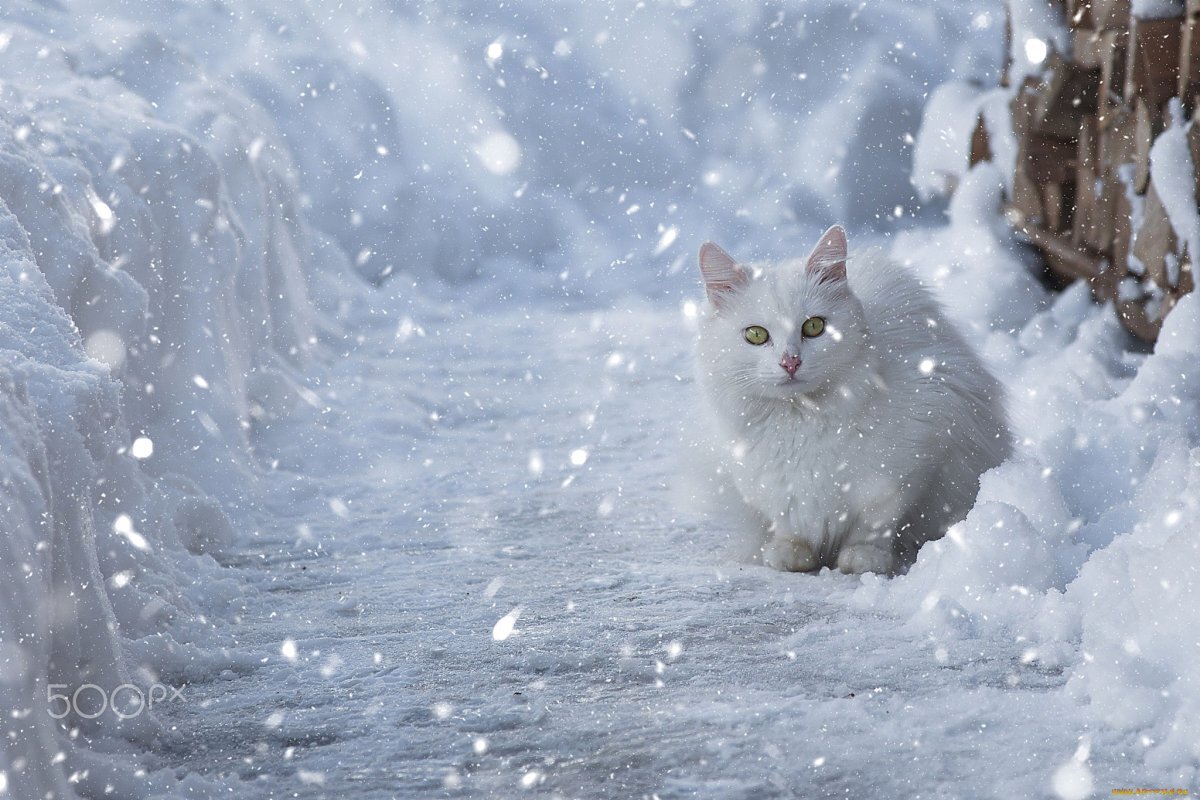 Аляскинский снежный кот. Аляскинский Сноу Кэт. Пушистый снег. Кошка зима.