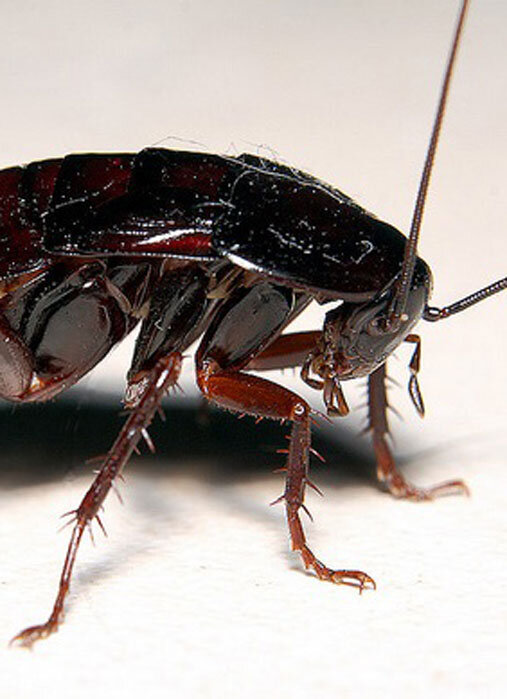 Черный таракан 