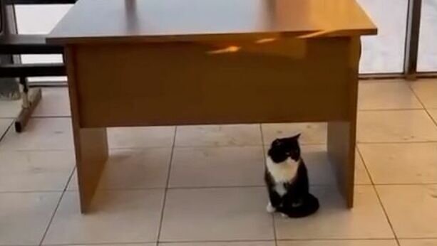     Глава Альметьевского района Тимур Нагуманов показал, как на входе в отдел МВД пришел кот. Гостя местных полицейских он показал в своем Telegram-канале.