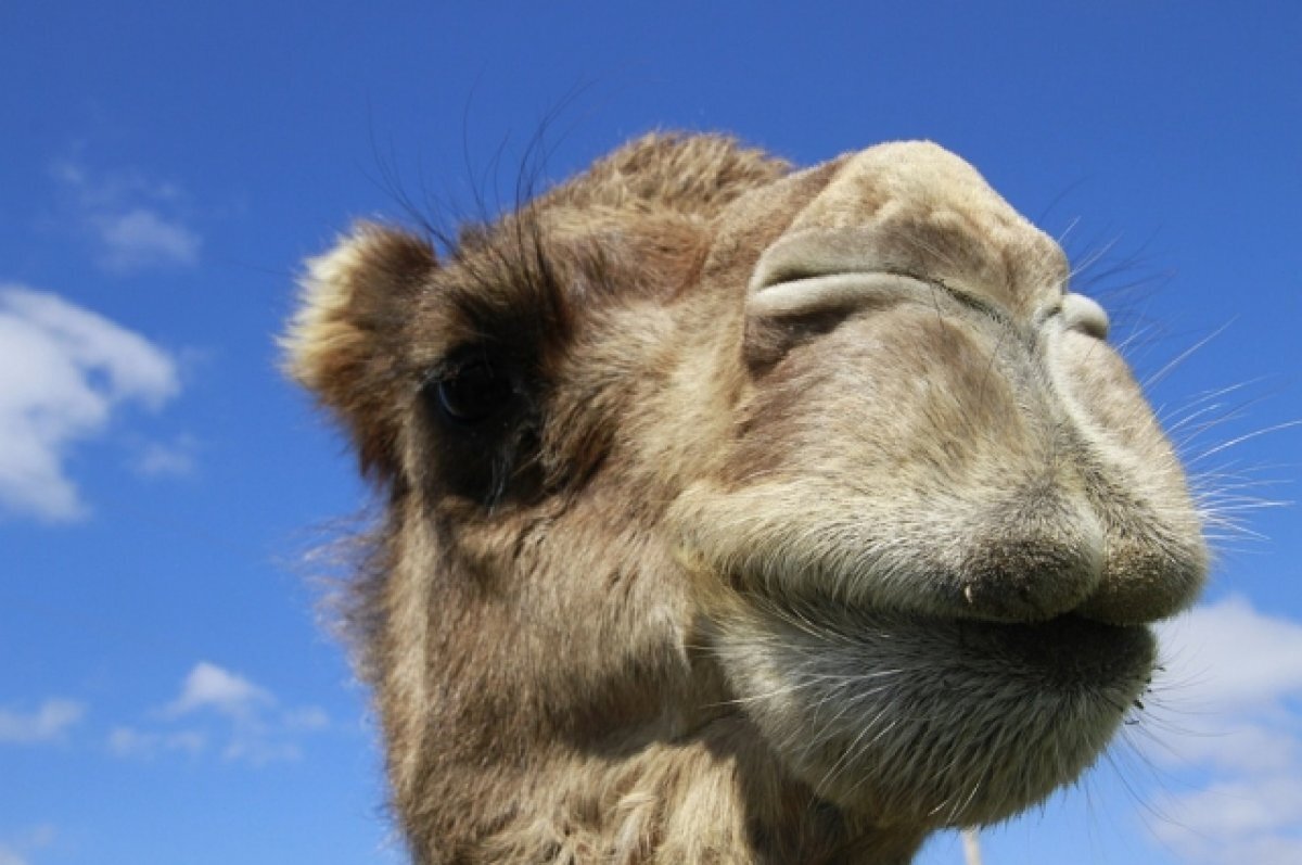    В Омской области застрелили верблюда, который насмерть затоптал сторожа