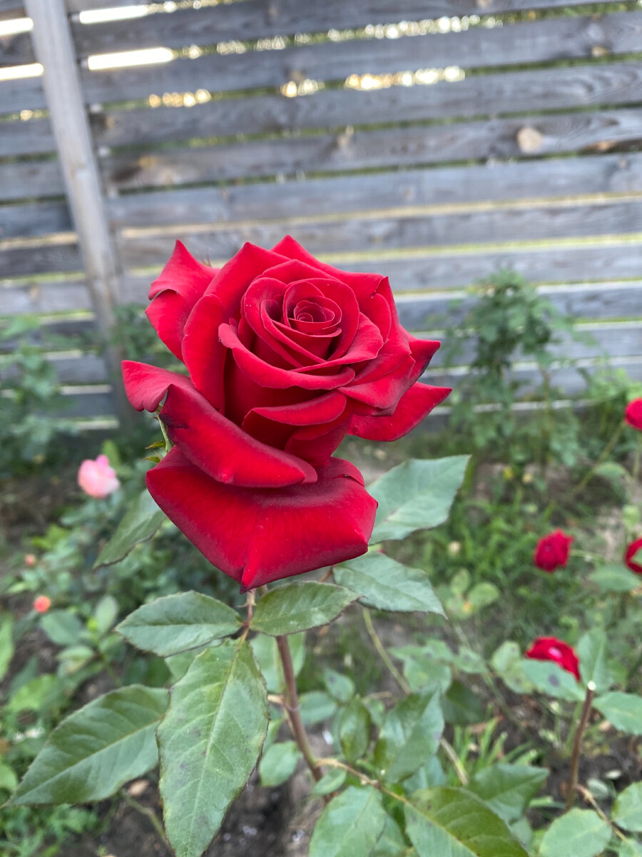 Роза неизвестная , пересорт попался. 