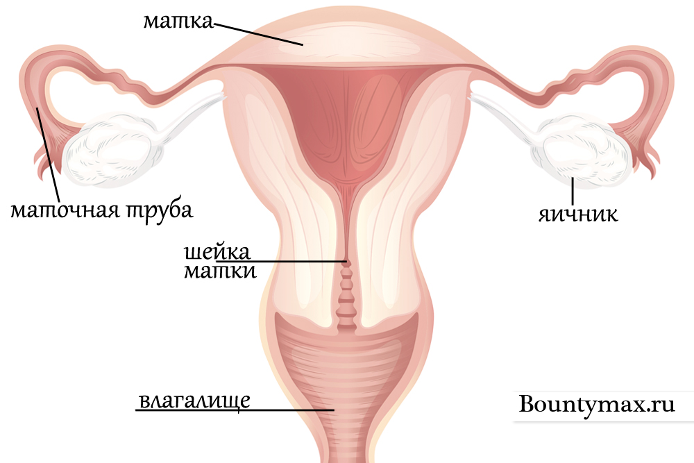 Table: Анатомия женских наружных половых органов - Справочник MSD Версия для потребителей