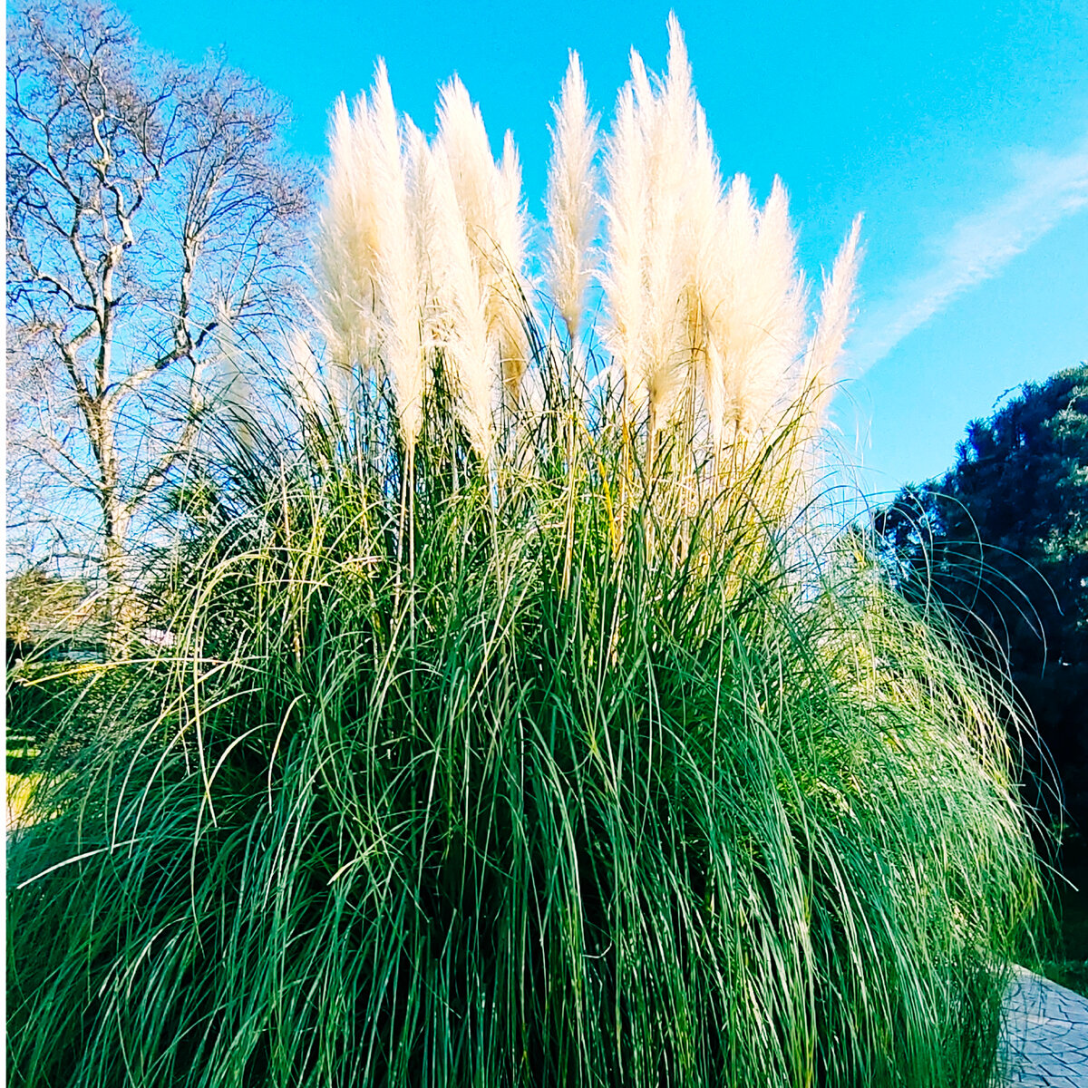 Парк Южные культуры