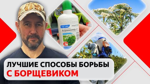 Как вывести борщевик Сосновского? Лучшие способы борьбы с сорняком.