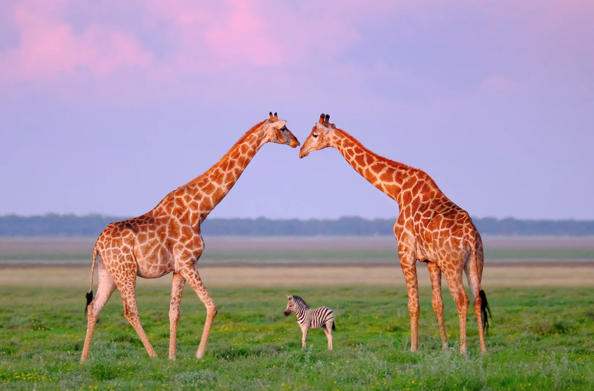 Вот кто знает об удлинении шеи лучше всех. Фото из открытого доступа