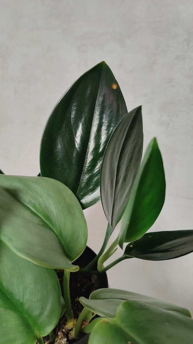 Сциндапсус Треби Дарк Форм