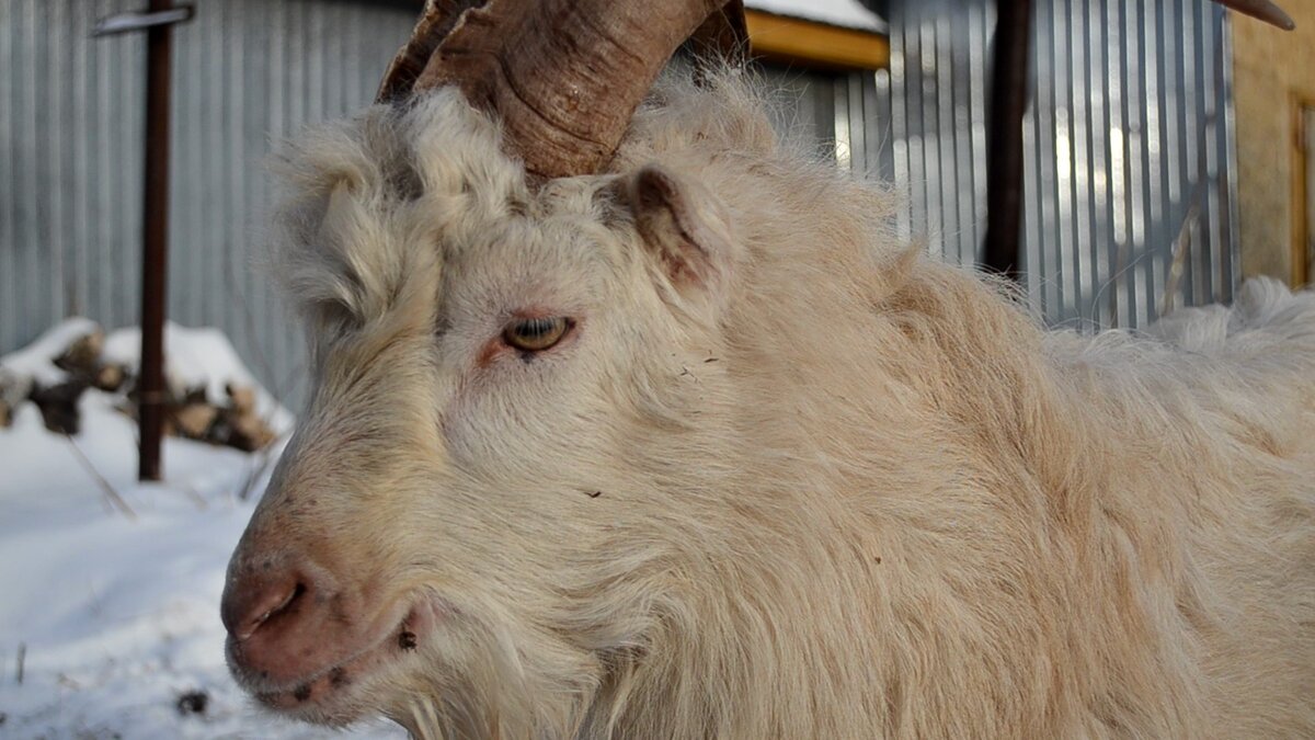 Иван вам рад. Вот, улыбается!