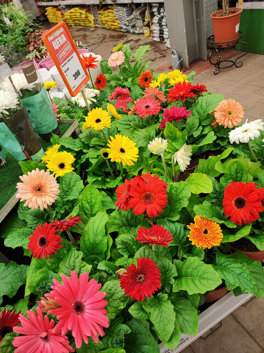 Чудо,как хороши герберы