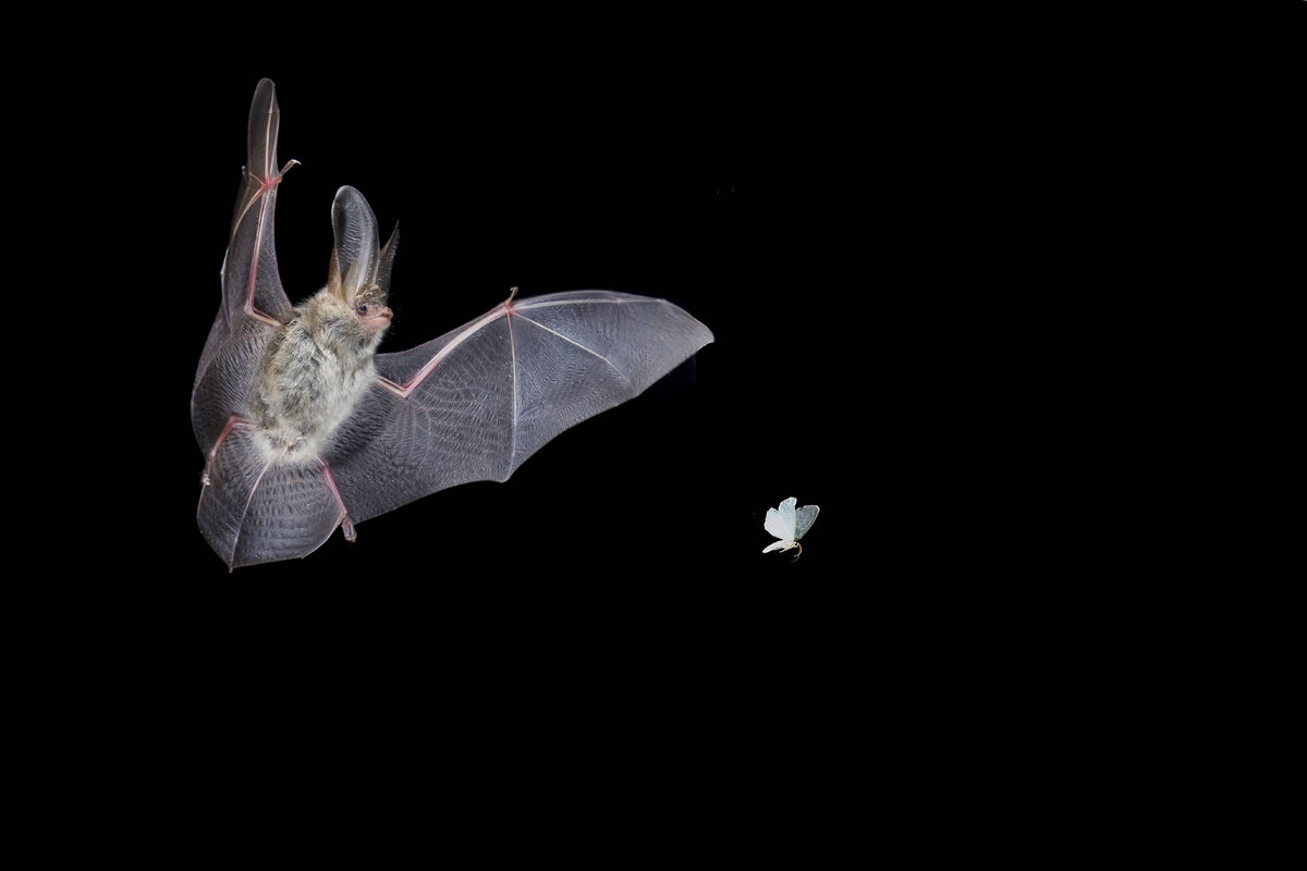 AGAMI/T. DOUMA/GLOBALLOOKPRESS 