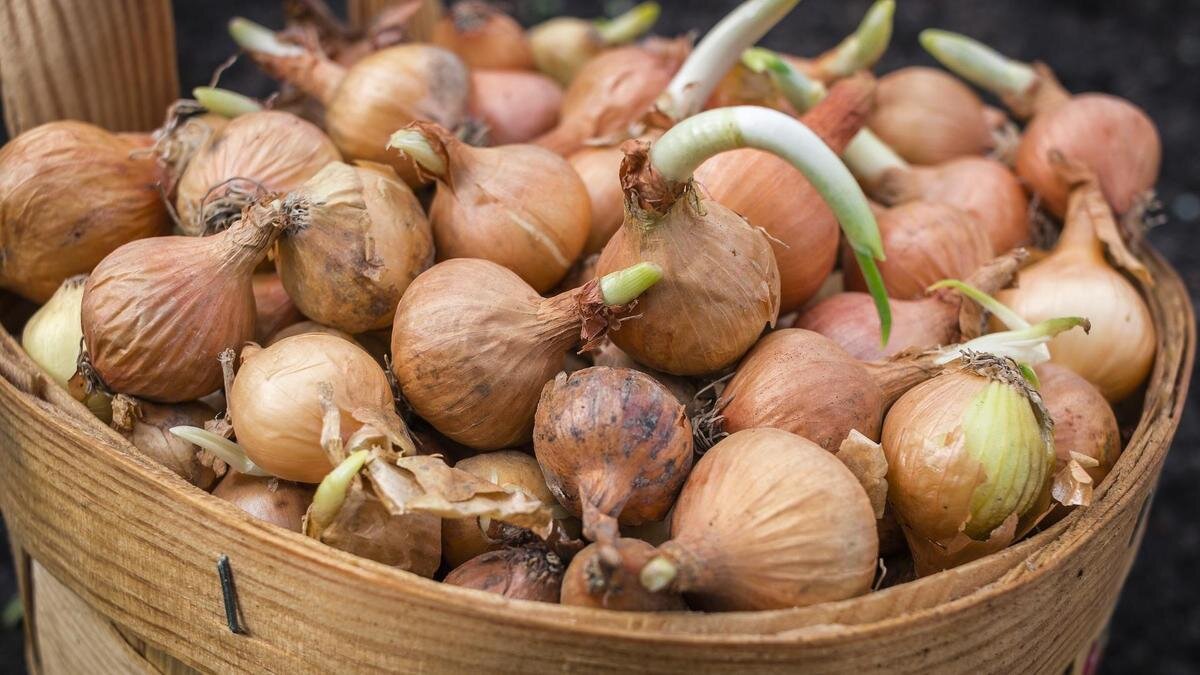    Репчатый лук:pixabay.com