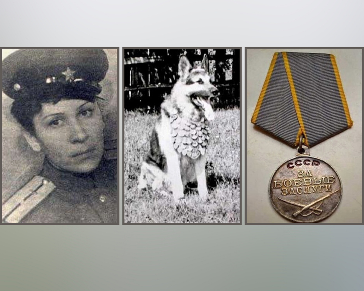 Дина Волкац, Джульбарс и его награда/Фотографии из свободных источников