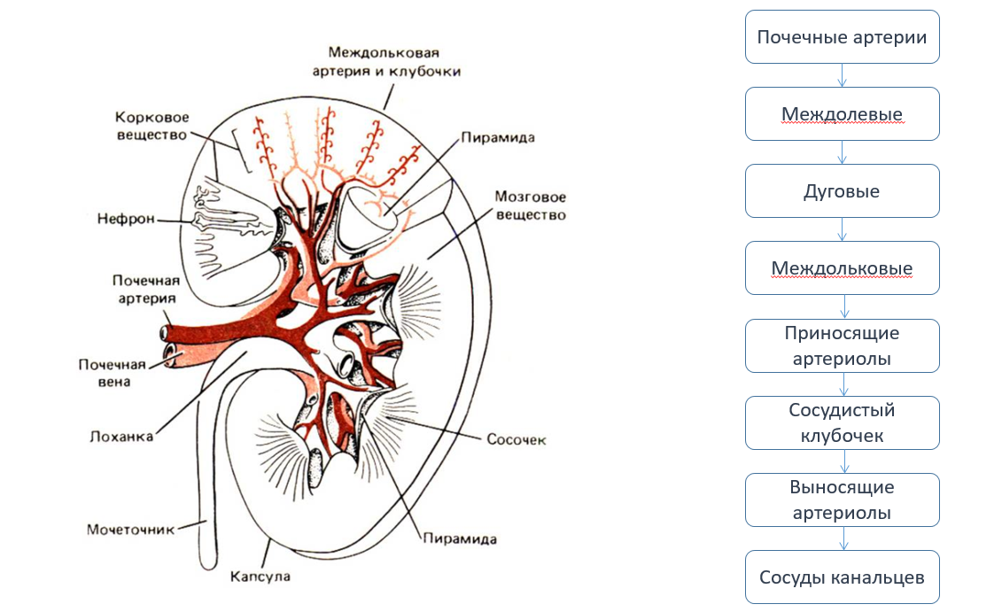 Рисунок строения почек млекопитающих