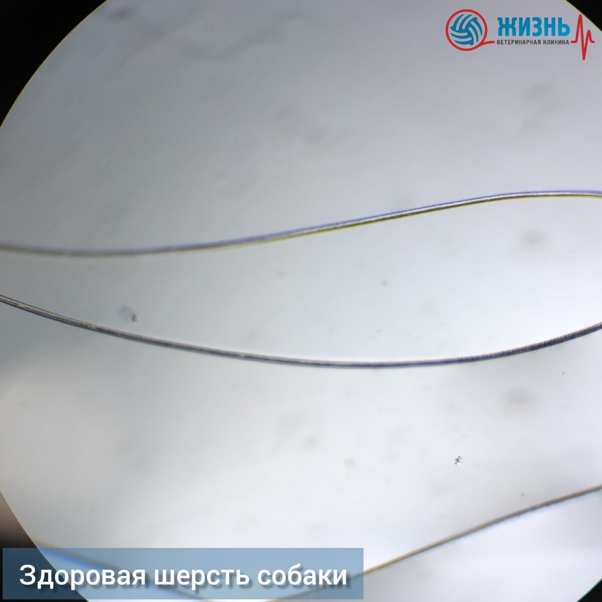 Здоровая шерсть собаки 