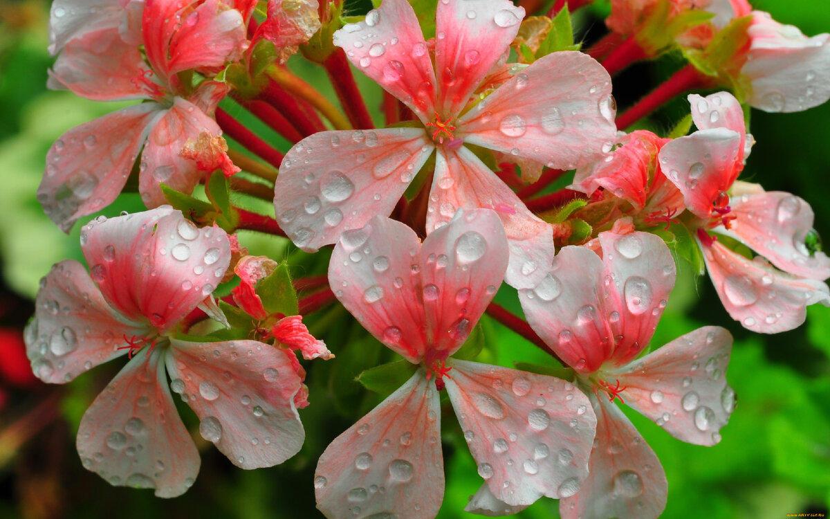 Герань (Pelargonium x hortorum, пеларгония зональная, окаймленная, крупноцветковая, метельчатая, королевская, гибридная) – кустистое многолетнее красивоцветущее растение семейства Гераниевые.