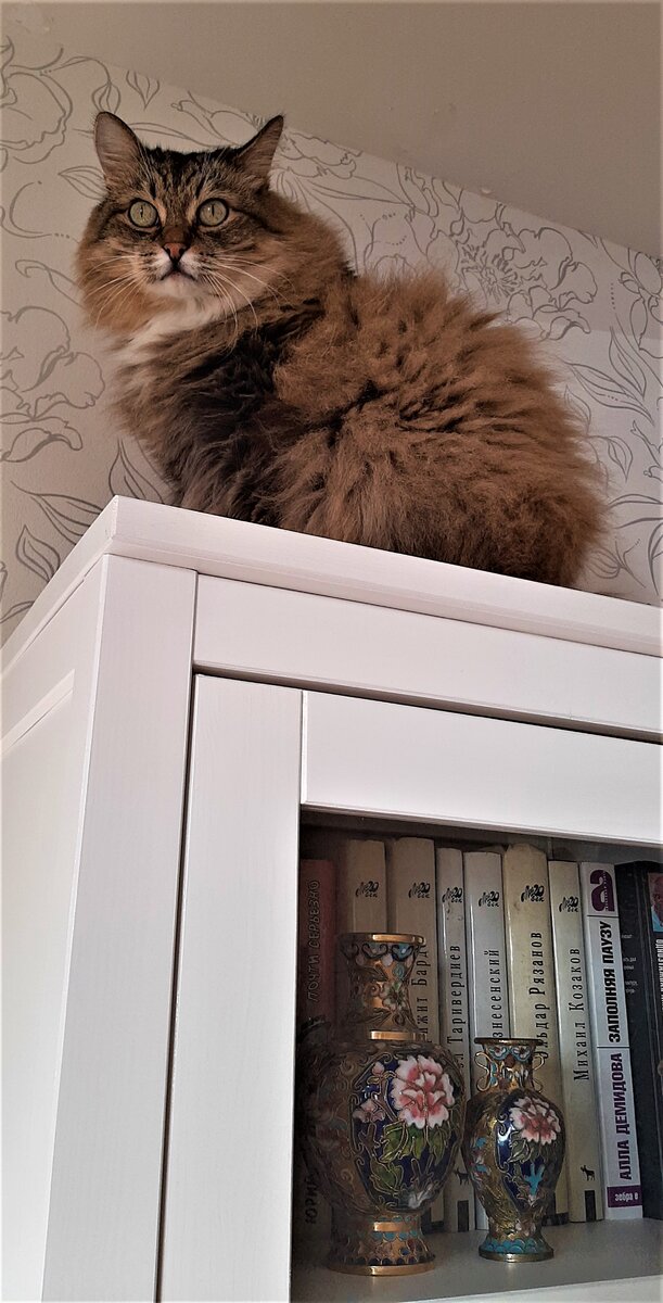 Мой пушистый сибиряк. Фото автора