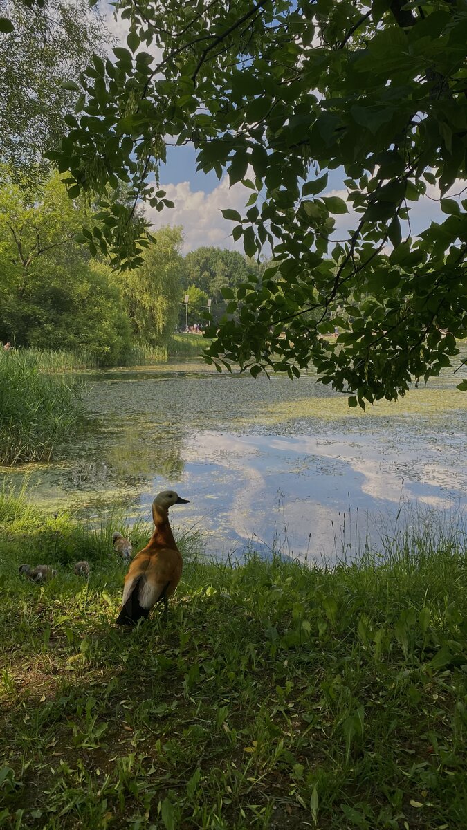 Утка летняя