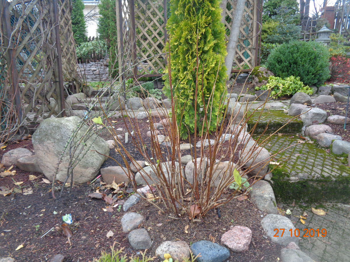 ОКТЯБРЬ-ГОРТЕНЗИЯ ДО ОБРЕЗКИ