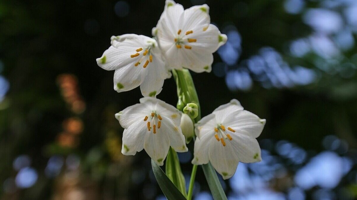     Инспекторы департамента природопользования и охраны окружающей среды и сотрудники МВД начали серию рейдов по выявлению нелегальной торговли первоцветами в столице.