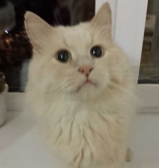 Кот Лохматик