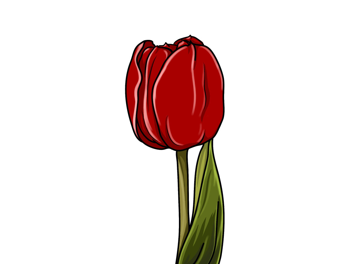 Рисунок тюльпана