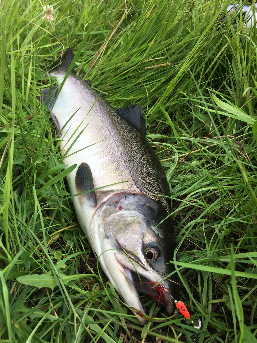 Горбуша на лайтовый спиннинг это кайф!