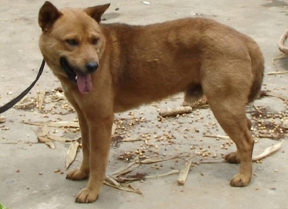 Собака породы хмонг