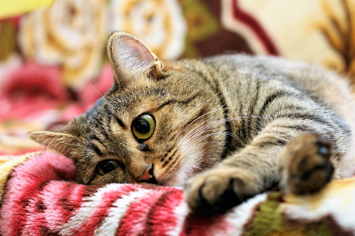 Взято из Яндекс. Картинки.