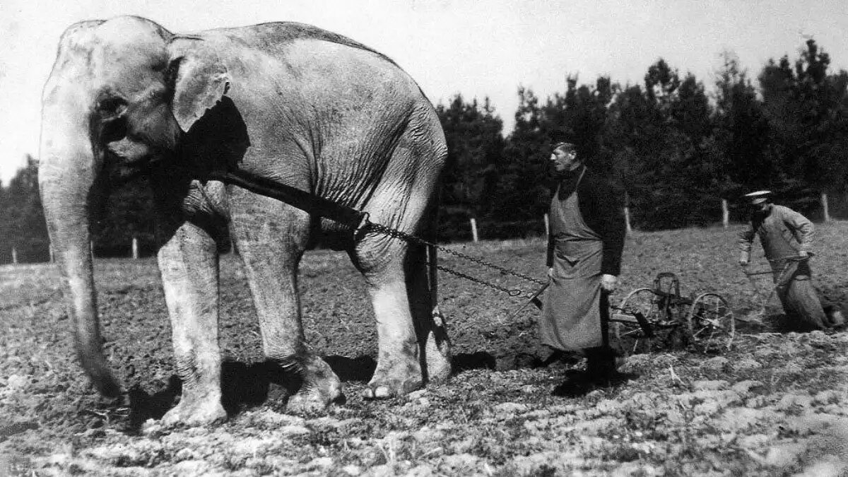 Фото: rus-biography.ru Слон, запряженный в плуг, Болгария, 1900 год