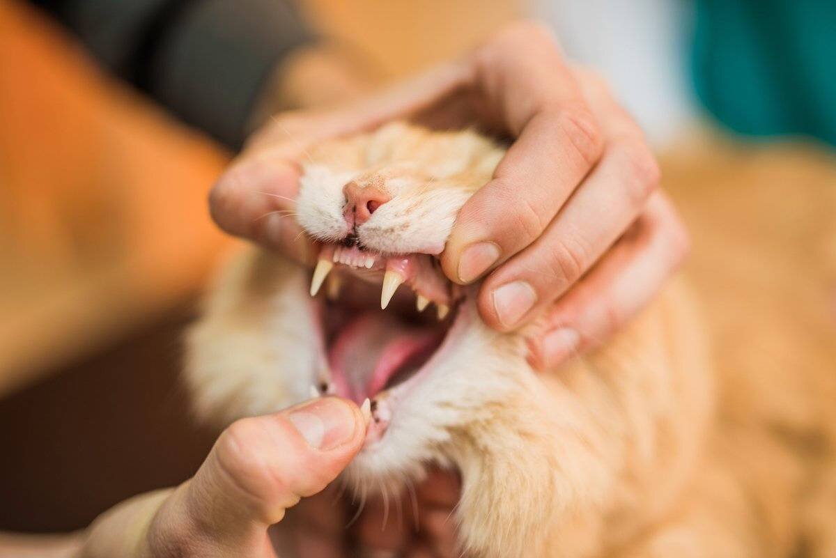 Как определить, что у вашей кошки болят зубы | Будь лучше каждый день! 💡 |  Дзен