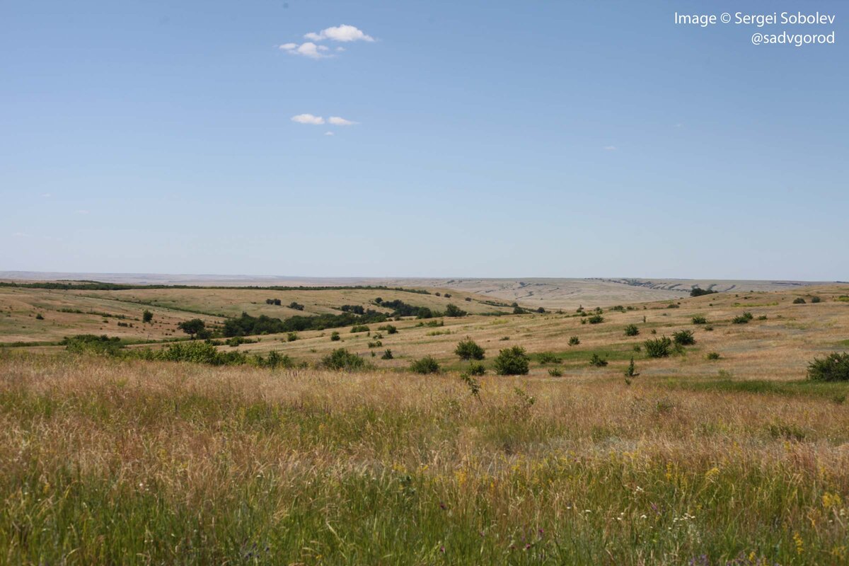 Непрерывная степная ткань прерывается зелёными балками. 2 фото, листайте.