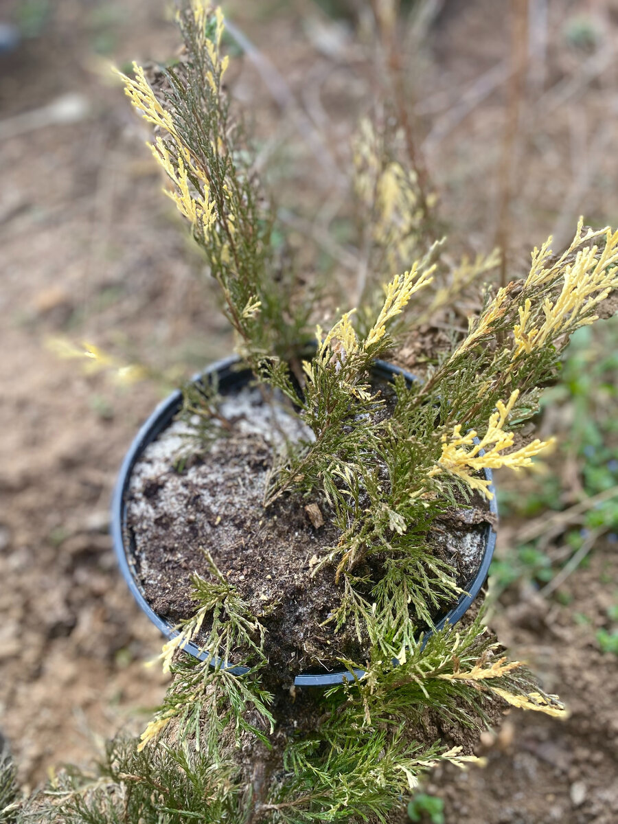 Укоренение отводками в кашпо